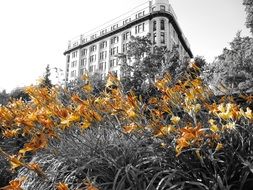 yellow lilies in front of a building in British Columbia