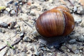 snail shell bearing