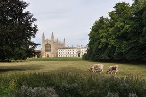 City of Cambridge