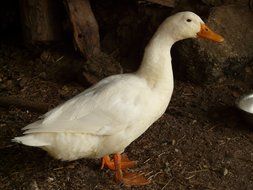 white goose on a farm