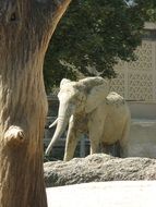 small elephant zoo