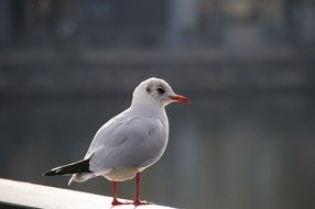 perched young seagull