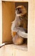 monkey in the window of the house