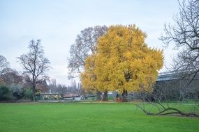 yellow tree among bare ones in park at autumn