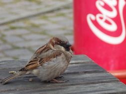 sperling sparrow in nature