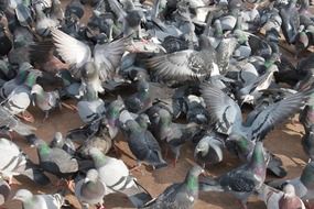 close-up of pigeons