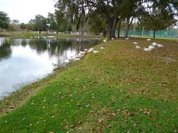 white ibis birds by the water