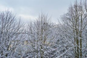 snowy trees in Berlin