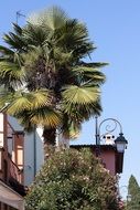 palm tree near the white house on a summer day