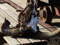 buffalo head on the old ranch in Canada close-up