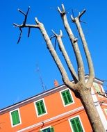 tree spring sky