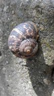 stripped snail house in forest