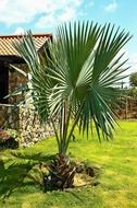 a small green palm tree on a beautiful lawn