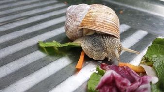 snail and lettuce leaves