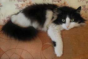 cat laying on sofa portrait