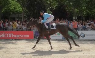 brown horse with rider