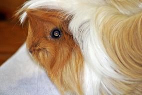 portrait of white guinea pig