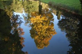 reflection inverted tree in the castle park