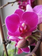 phalaenopsis pot flowers macro