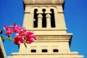 pink flower on the background of the medieval tower