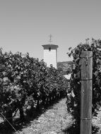 Landscape of vineyard in black and white background