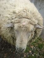 sheep animal