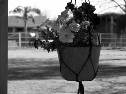 hanging flower pot in black and white background