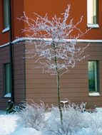 tree near the building in winter