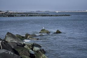 seagull on black coastal rocks, usa, new jersey, atlantic city