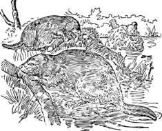 black and white image of beavers