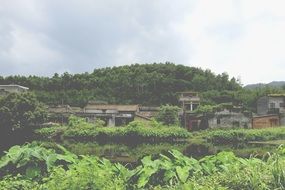 Tropical forest and houses