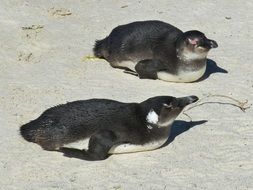 Penguins on the sand in South Africa