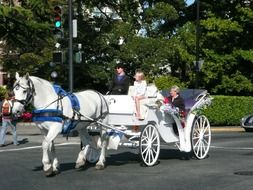 white carriage with horses