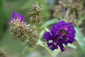 bright purple flowers of lavender