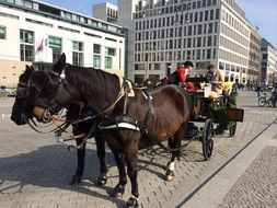 horse berlin