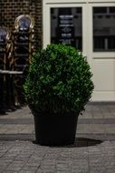 Green plants in a pot