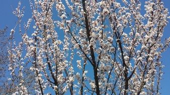 Almond in the city park in Portugal