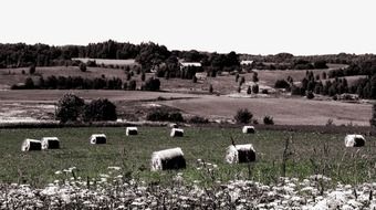 panorama of a field in bales of straw