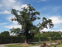 Park in Germany