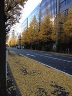 yellow autumn city