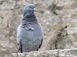 Cute and colorful dove bird on the stone