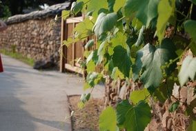 grape leaves on a stone fence