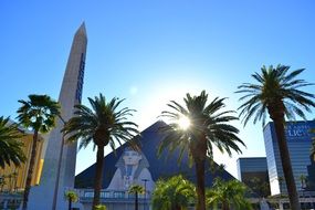 palm trees on the background of luxury hotels