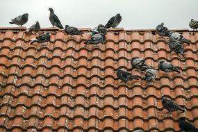 pigeons on a red tiled roof