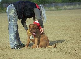 brown mastiff with a collar