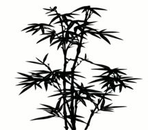 bamboo black silhouette, illustration