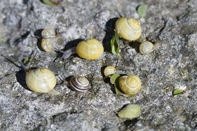 snails crawling