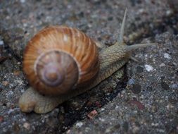 snail on a gray stone close up