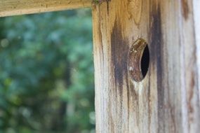 Bird house in the tree