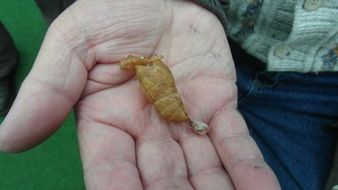 doll butterfly in man's hand